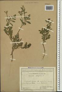 Turgenia latifolia (L.) Hoffm., Crimea (KRYM) (Russia)
