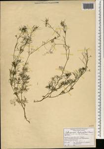 Cyclospermum leptophyllum (Pers.) Sprague, Africa (AFR) (South Africa)
