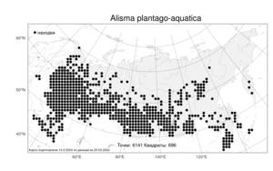 Alisma plantago-aquatica L., Atlas of the Russian Flora (FLORUS) (Russia)