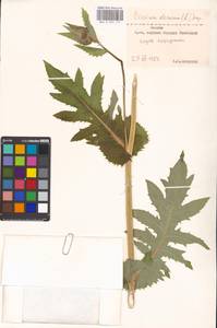 Cirsium oleraceum (L.) Scop., Eastern Europe, Moscow region (E4a) (Russia)