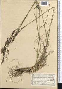 Piptatherum songaricum (Trin. & Rupr.) Roshev., Middle Asia, Northern & Central Tian Shan (M4) (Kyrgyzstan)
