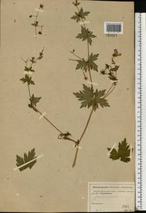 Geranium palustre L., Eastern Europe, Moscow region (E4a) (Russia)