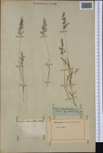 Agrostis subspicata (Willd.) Raspail, Botanic gardens and arboreta (GARD) (Russia)