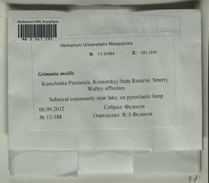 Grimmia mollis Bruch & Schimp., Bryophytes, Bryophytes - Chukotka & Kamchatka (B21) (Russia)