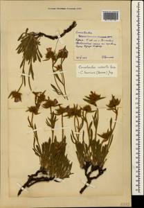 Convolvulus calvertii subsp. calvertii, Crimea (KRYM) (Russia)