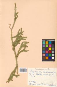 Lycopodium clavatum L., Siberia, Russian Far East (S6) (Russia)