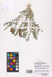 Astragalus physodes L., Eastern Europe, Lower Volga region (E9) (Russia)