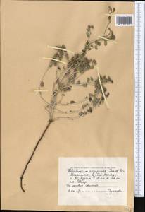 Heliotropium arguzioides Karelin & Kirilov, Middle Asia, Caspian Ustyurt & Northern Aralia (M8) (Kazakhstan)