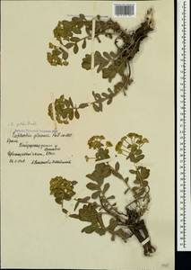 Euphorbia goldei Prokh., Crimea (KRYM) (Russia)
