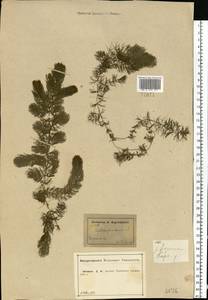 Ceratophyllum demersum L., Eastern Europe, Central forest-and-steppe region (E6) (Russia)