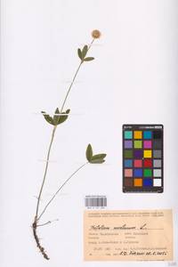 Trifolium montanum L., Eastern Europe, Eastern region (E10) (Russia)