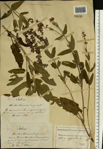 Salvia nemorosa L., Eastern Europe, South Ukrainian region (E12) (Ukraine)