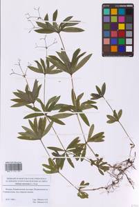 Galium odoratum (L.) Scop., Eastern Europe, Moscow region (E4a) (Russia)