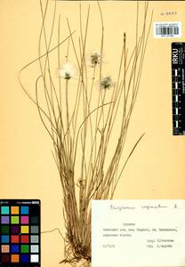 Eriophorum vaginatum L., Siberia, Baikal & Transbaikal region (S4) (Russia)