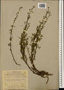 Scrophularia versicolor Boiss., Caucasus, Azerbaijan (K6) (Azerbaijan)