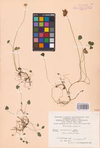 Trifolium repens L., Eastern Europe, West Ukrainian region (E13) (Ukraine)