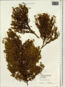 Ononis, South Asia, South Asia (Asia outside ex-Soviet states and Mongolia) (ASIA) (Turkey)