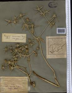 Eryngium caucasicum Trautv., Middle Asia, Pamir & Pamiro-Alai (M2) (Tajikistan)