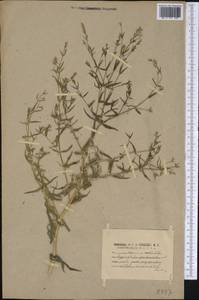 Gypsophila paniculata L., America (AMER) (United States)