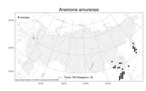Anemone amurensis (Korsh.) Kom., Atlas of the Russian Flora (FLORUS) (Russia)