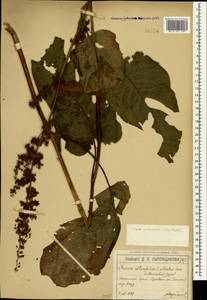 Rumex obtusifolius L., Crimea (KRYM) (Russia)