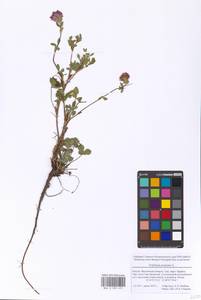 Trifolium pratense L., Eastern Europe, Moscow region (E4a) (Russia)