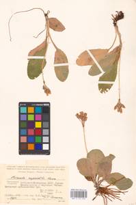 Primula ruprechtii Kusnezowa ex Lipsky, Caucasus, Stavropol Krai, Karachay-Cherkessia & Kabardino-Balkaria (K1b) (Russia)