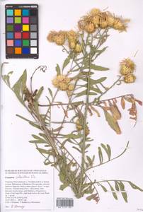 Centaurea salonitana Vis., Eastern Europe, South Ukrainian region (E12) (Ukraine)