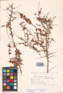 Atraphaxis replicata Lam., Middle Asia, Caspian Ustyurt & Northern Aralia (M8) (Kazakhstan)