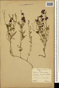 Delphinium ajacis L., Crimea (KRYM) (Russia)