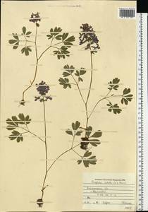 Corydalis solida (L.) Clairv., Eastern Europe, South Ukrainian region (E12) (Ukraine)