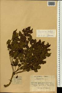 Glycyrrhiza inflata Batalin, South Asia, South Asia (Asia outside ex-Soviet states and Mongolia) (ASIA) (China)