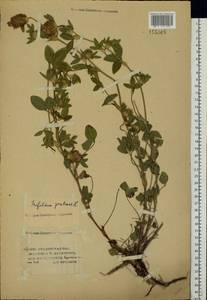 Trifolium pratense L., Eastern Europe, Lower Volga region (E9) (Russia)