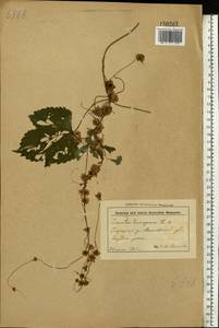 Cuscuta europaea L., Eastern Europe, Belarus (E3a) (Belarus)