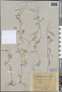 Cardamine graeca L., Crimea (KRYM) (Russia)