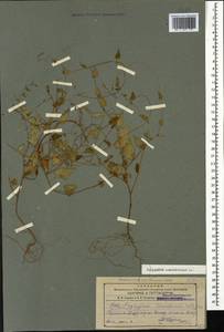 Fallopia convolvulus (L.) Á. Löve, Caucasus, Armenia (K5) (Armenia)