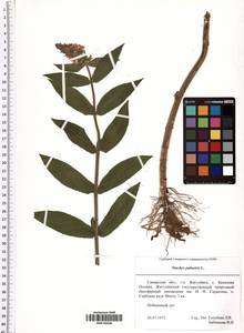 Stachys palustris L., Eastern Europe, Middle Volga region (E8) (Russia)