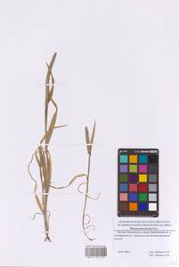 Phleum paniculatum Huds., Eastern Europe, Moscow region (E4a) (Russia)