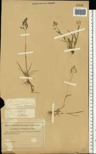 Poa annua L., Eastern Europe, North-Western region (E2) (Russia)