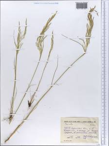 Puccinellia, Eastern Europe, South Ukrainian region (E12) (Ukraine)