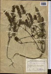 Melampyrum arvense L., Middle Asia, Caspian Ustyurt & Northern Aralia (M8) (Kazakhstan)