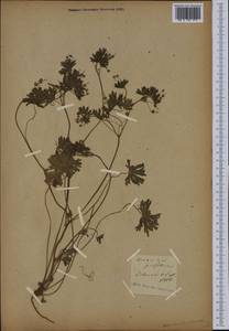 Geranium pusillum L., Western Europe (EUR)