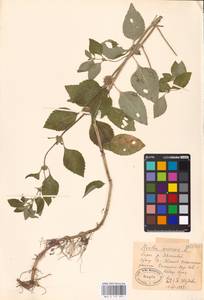 MHA 0 157 991, Mentha arvensis L., Eastern Europe, Rostov Oblast (E12a) (Russia)