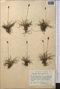 Carex kokanica (Regel) S.R.Zhang, Middle Asia, Western Tian Shan & Karatau (M3) (Uzbekistan)