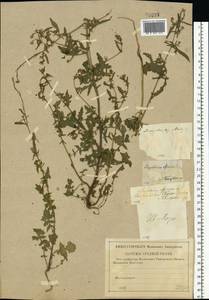 Sisymbrium officinale (L.) Scop., Eastern Europe, Central region (E4) (Russia)