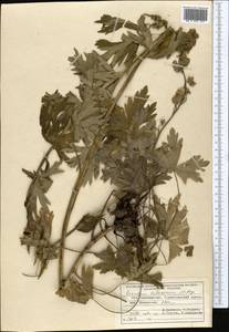 Aconitum talassicum Popov, Middle Asia, Pamir & Pamiro-Alai (M2) (Tajikistan)