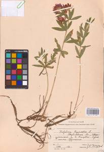 Trifolium lupinaster L., Eastern Europe, Eastern region (E10) (Russia)