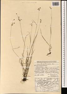 Luzula pallescens Sw., Mongolia (MONG) (Mongolia)