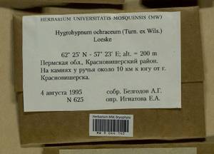 Hygrohypnella ochracea (Turner ex Wilson) Ignatov & Ignatova, Bryophytes, Bryophytes - Permsky Krai, Udmurt Republic, Sverdlovsk & Kirov Oblasts (B8) (Russia)