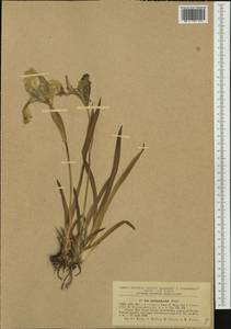 Iris reichenbachii Heuff., Western Europe (EUR) (Romania)